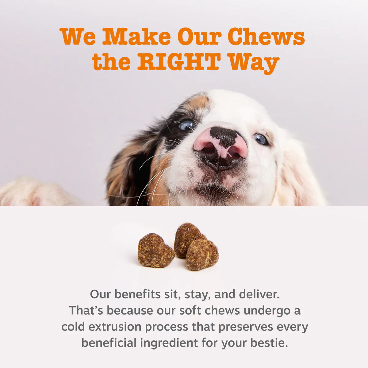 Allergy & Immune Mini Bites for Small Dogs