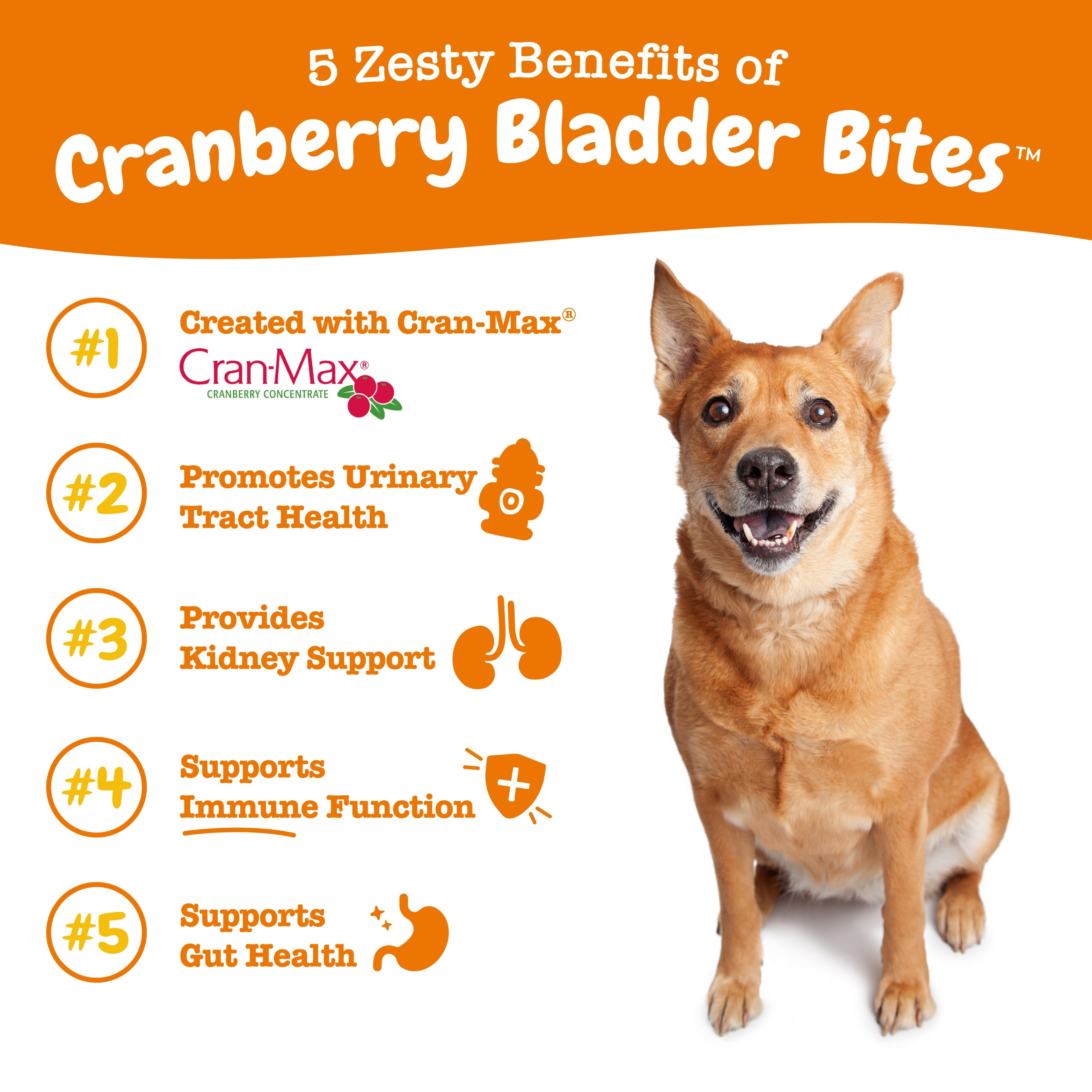 Urinary Tract Bites for Dogs